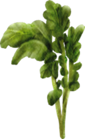 watercress watercolor vegetable png