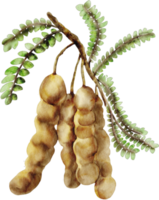 acuarela tamarindo clipart fruta png