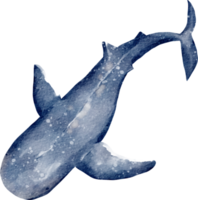 animal marinho baleia aquarela png