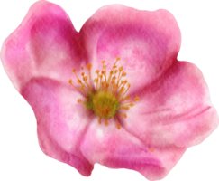 watercolor wild rose flower png