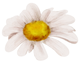 fleur de camomille aquarelle png