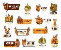 Cereal vector icons with wheat, rice, oat ears
