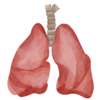 clipart de pulmões em aquarela png
