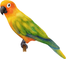 watercolor bird clip art