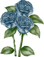 waterverf roos blauw klem kunst png
