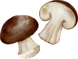 légume champignon aquarelle png