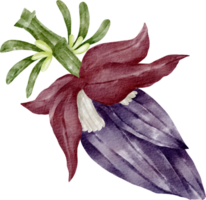 Aquarell Bananenblüte png