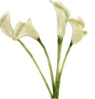 vattenfärg calla lilja png