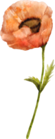 fleur de pavot aquarelle png
