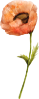 waterverf papaver bloem png