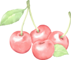 acuarela cereza imágenes prediseñadas baya png