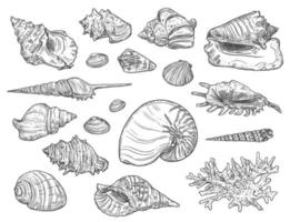 Corals and seashells isolated sketches vector