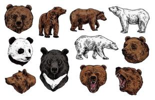 Polar, brown bear, grizzly and panda sketch vector