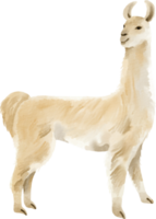 clipart de lhama em aquarela png