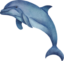 clipart de golfinho em aquarela png