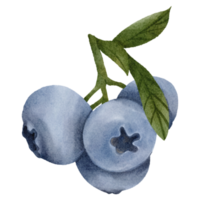 watercolor blueberry clip art png