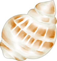 watercolor clam clip art png