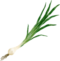 watercolor spring onion vegetable clip art png