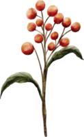 watercolor berry branch png