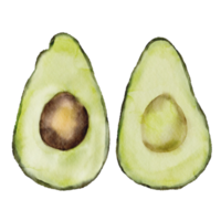 clip art de fruta de aguacate acuarela png