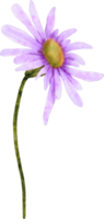 flor de áster aquarela png