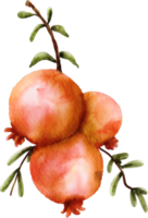 acuarela granada clip art fruta png