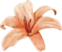 aquarell lilienblume png