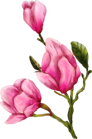 watercolor flower magnolia png