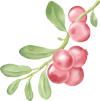 watercolor red currant berry clip art berry png