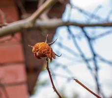 Dry old rose in the garden with a blurred background. Spring. Rose bush before spring pruning photo