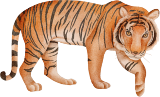 clipart de tigre em aquarela png