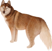 waterverf hond klem kunst png