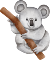 imágenes prediseñadas de acuarela de koala png