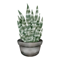 clipart de plante d'intérieur aquarelle png