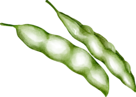 légume pois aquarelle png