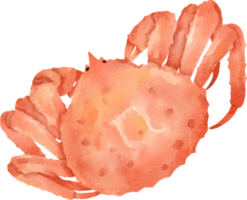 taraba crab watercolor png