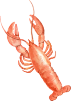 acquerello aragosta frutti di mare png