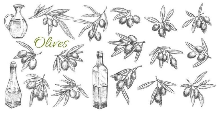 Olive Vector Art, Icons, and Graphics for Free Download