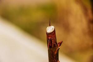 Close-up of a cut rose branch with thorns in spring against a blurred background. Spring pruning photo