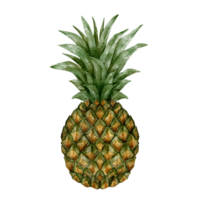 watercolor pineapple element