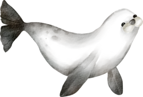 acquerello foca cartone animato png