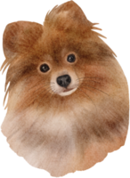 aquarela cão pomerânia png