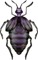 vattenfärg scarab klämma konst png