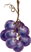 watercolor purple grape png