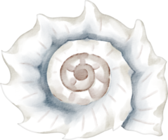 coquille blanche aquarelle png