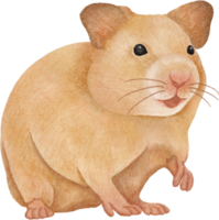 clipart de hamster aquarelle png