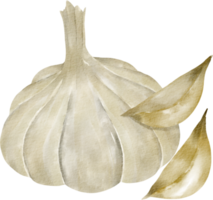 watercolor garlic vegetable clip art png