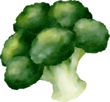 clip art de vegetales de brócoli acuarela png