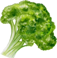 brócoli acuarela vegetal png
