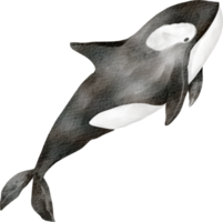 acquerello balena mare animale png
